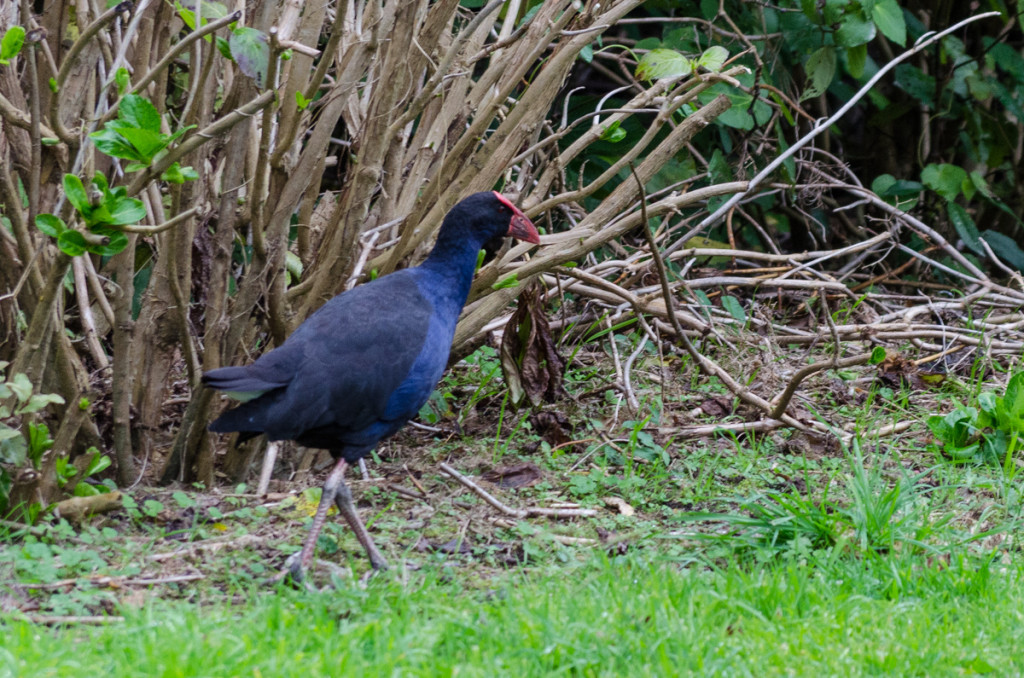 Bird at Totaranui, Abel Tasman Coast Track