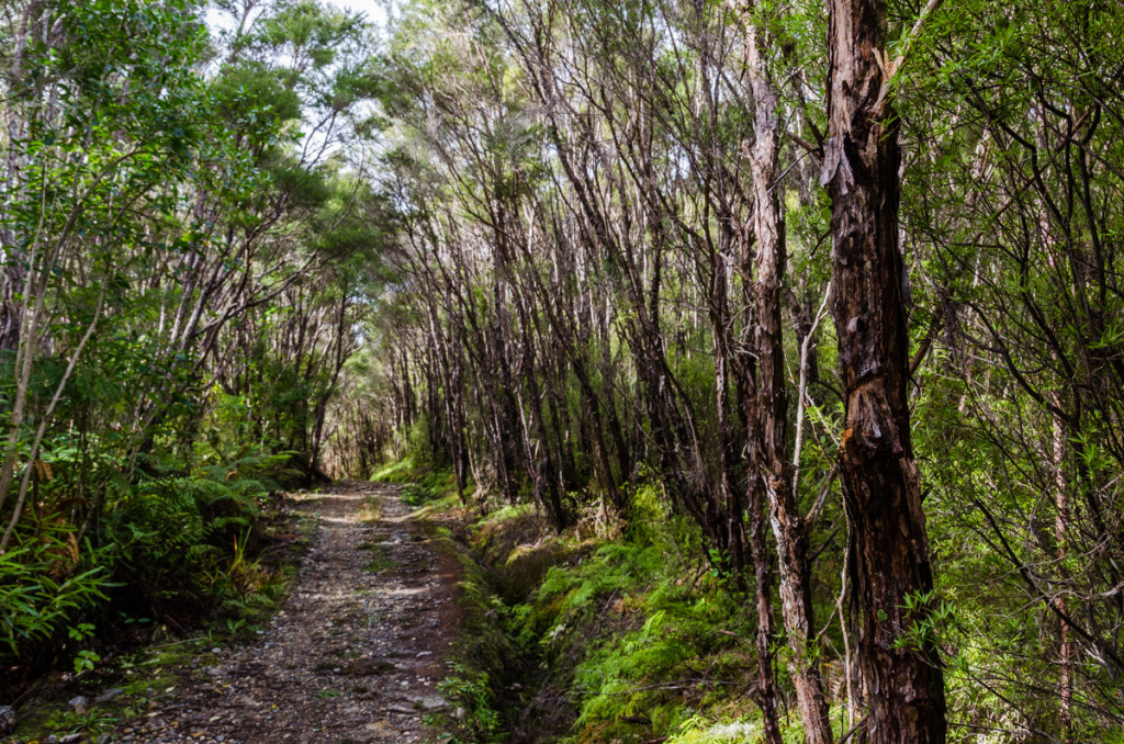 Heaphy Track