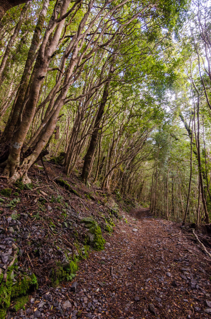 Forest, Heaphy Track