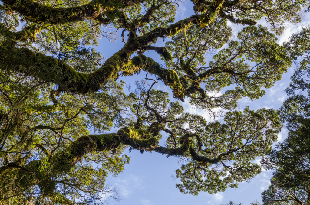 Forest, Heaphy Track