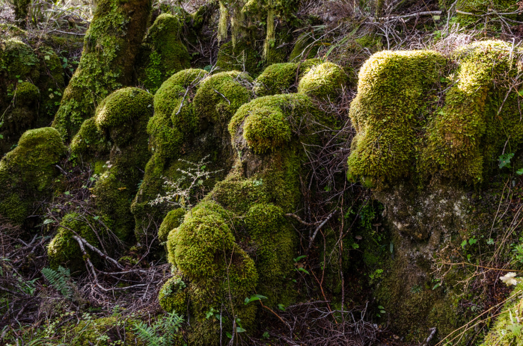 Forest, Heaphy Track