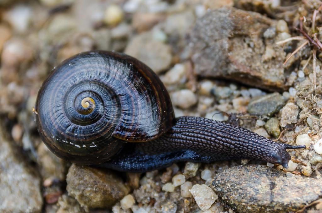Powelliphanta, an endagered carnivorous snail on the Heaphy Track