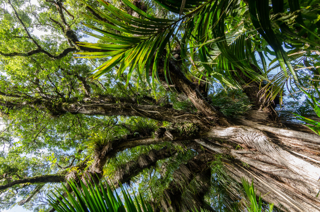 Forest, Heaphy Track