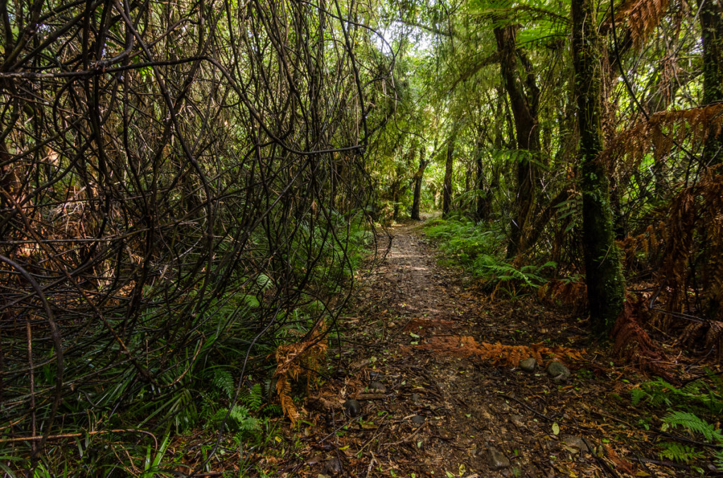 Forest, Heaphy Track