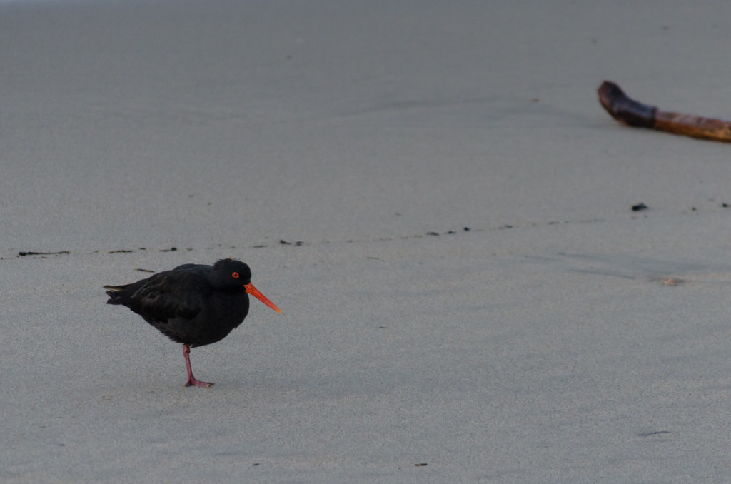 Oystercatcher close to Heaphy River mouth