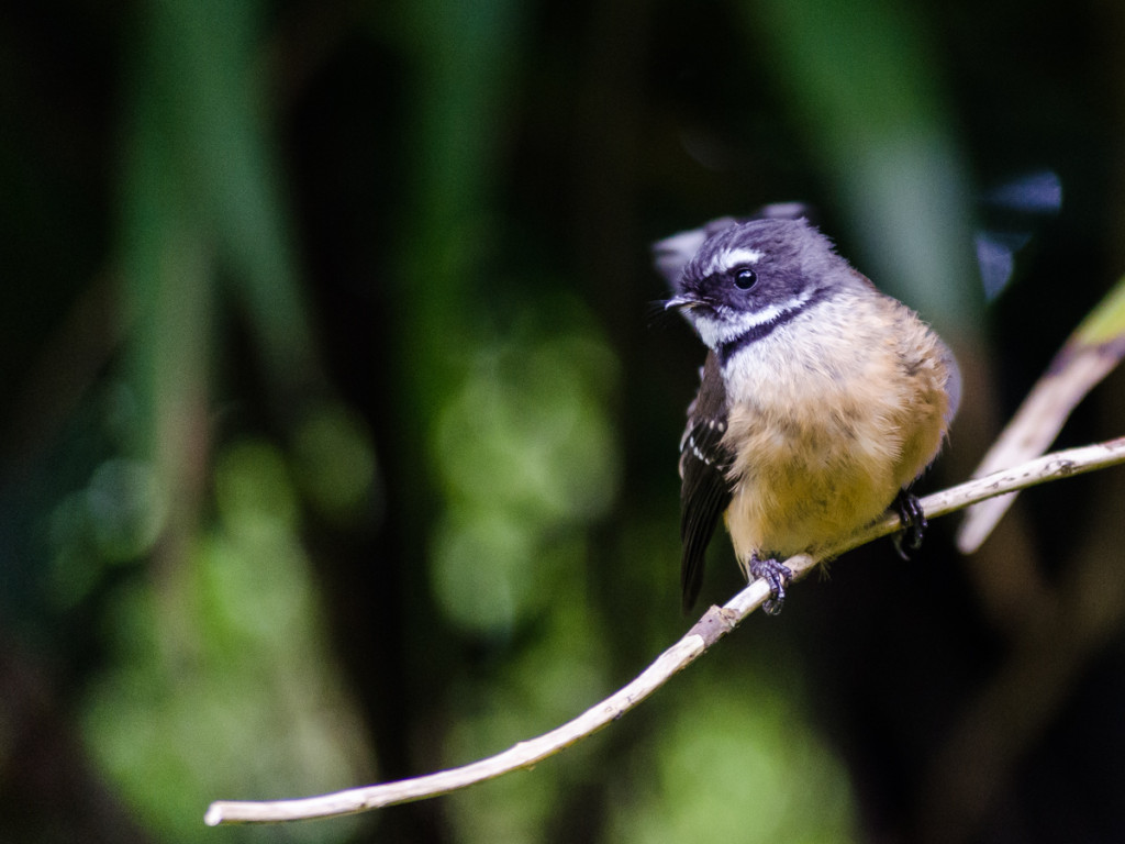 Fantail bird, Heaphy Track