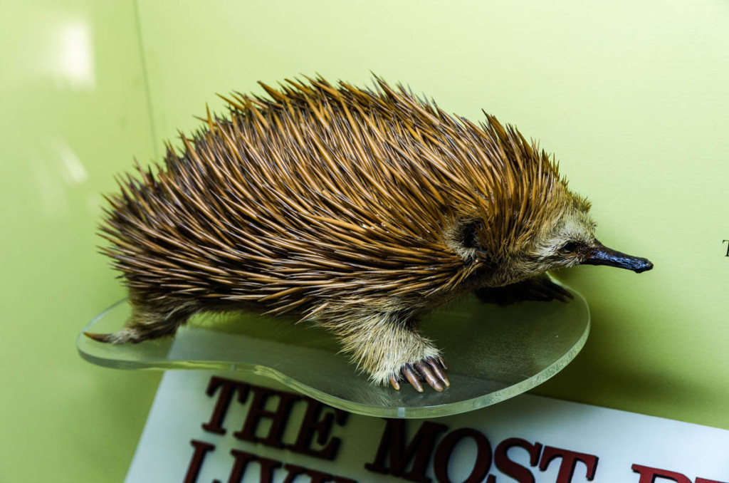 Echidna, Western Australian Museum, Perth