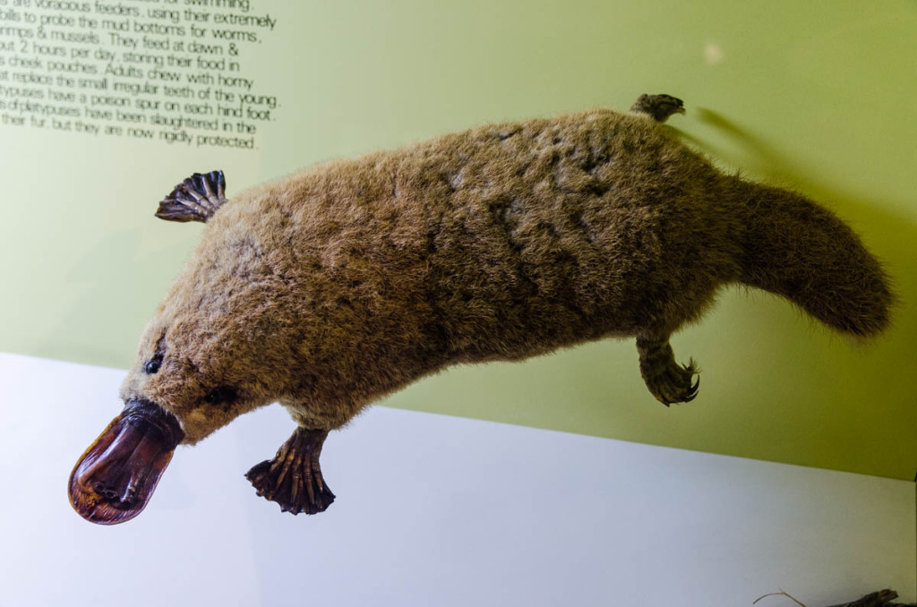 Playtipus, Western Australian Museum, Perth