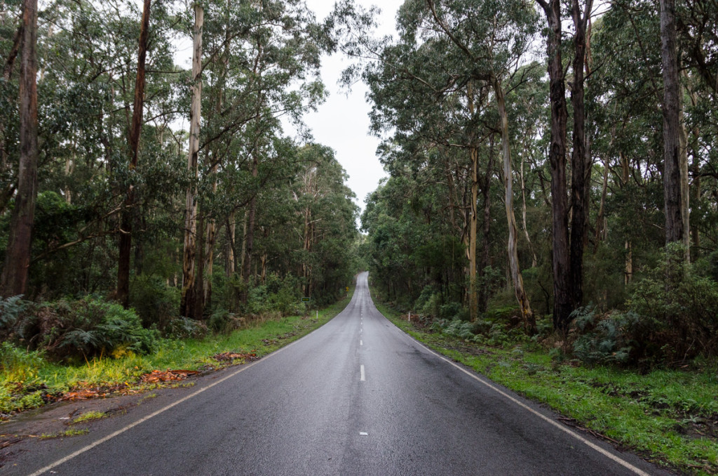 Forest, Great Ocean Road