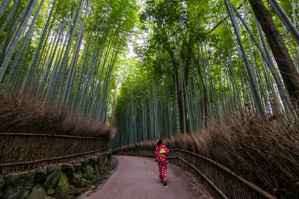 Arashiyama bamboo grove, Kyoto