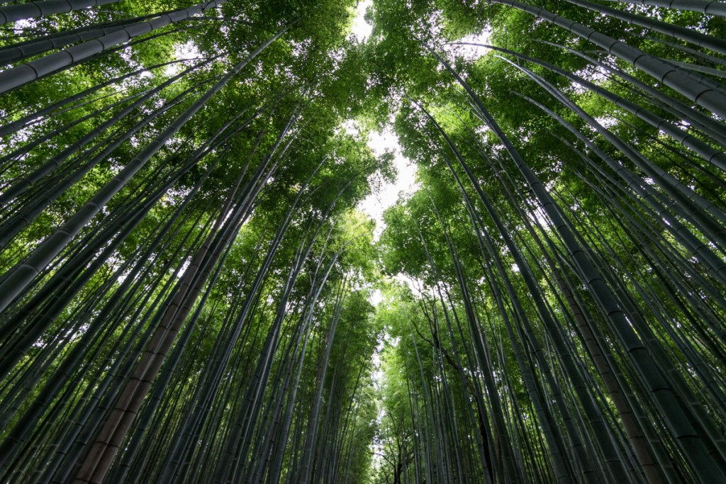 Arashiyama bamboo grove, Kyoto