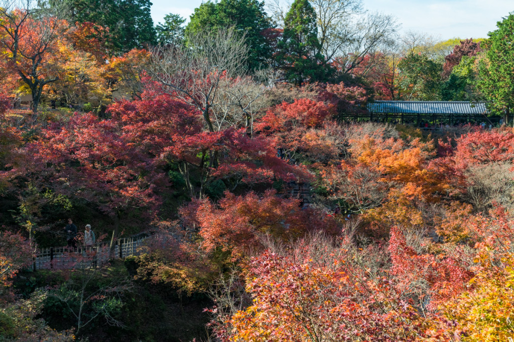 Autumn colors, Tofukuji Temple, Kyoto