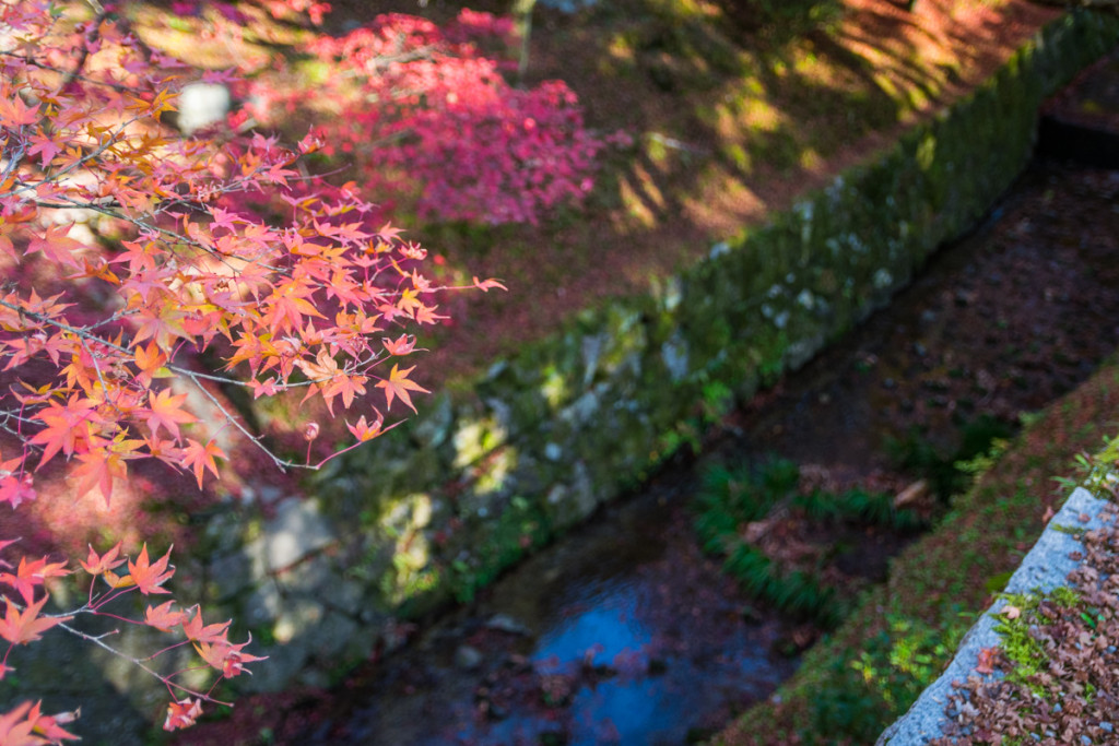 Autumn colors, Tofukuji Temple, Kyoto