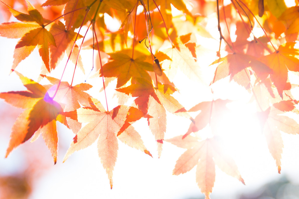 Autumn colors, Tofukuji Temple, Kyoto