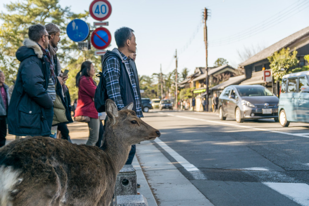 Deer waiting to cross the street, Nara