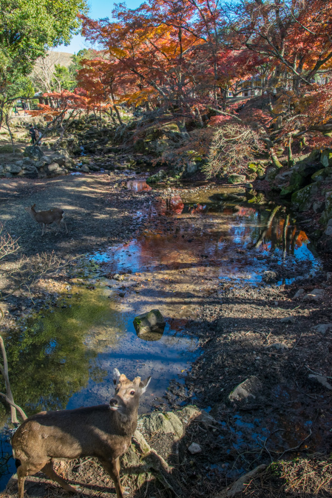 Nara Park