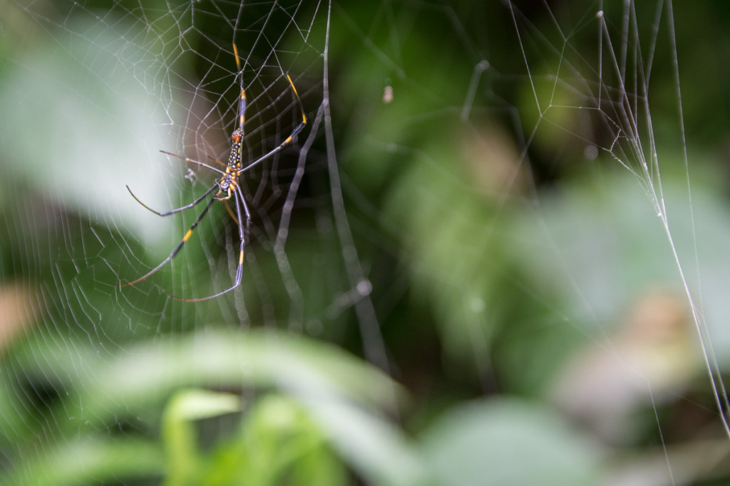 Spider, Taroko National Park