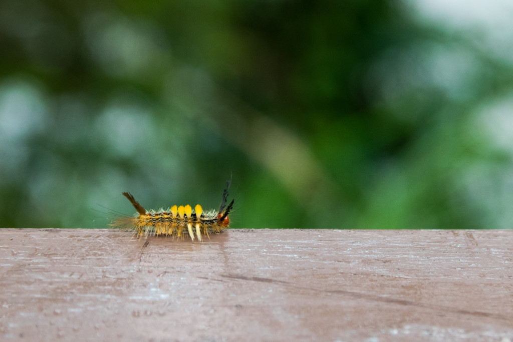 Caterpillar, Taroko National Park