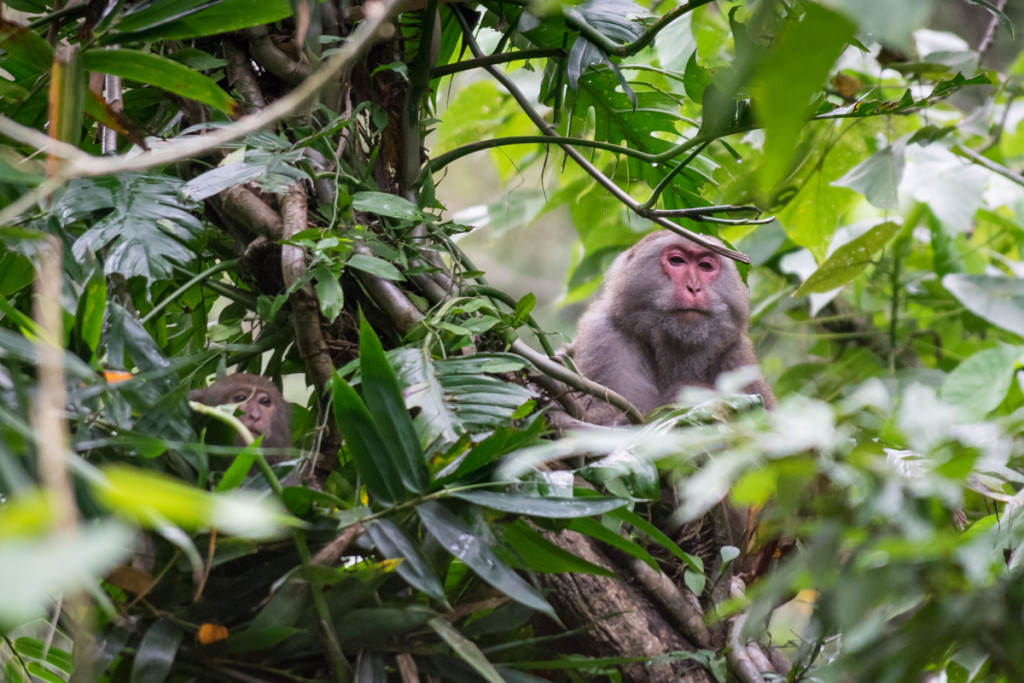 Formosan Macaque, Taroko National Park