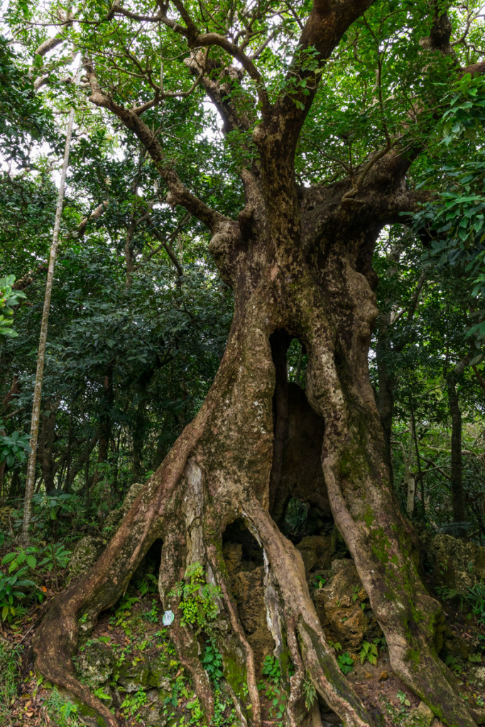 Kenting Forest Recreation Area