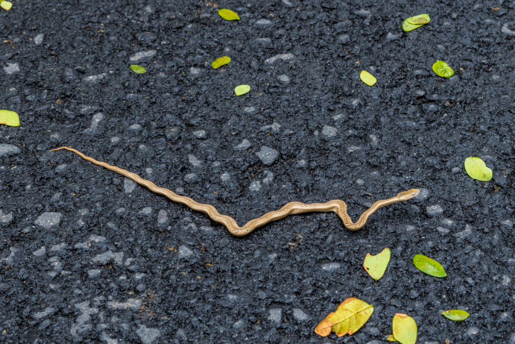 Snake, Kenting Forest Recreation Area