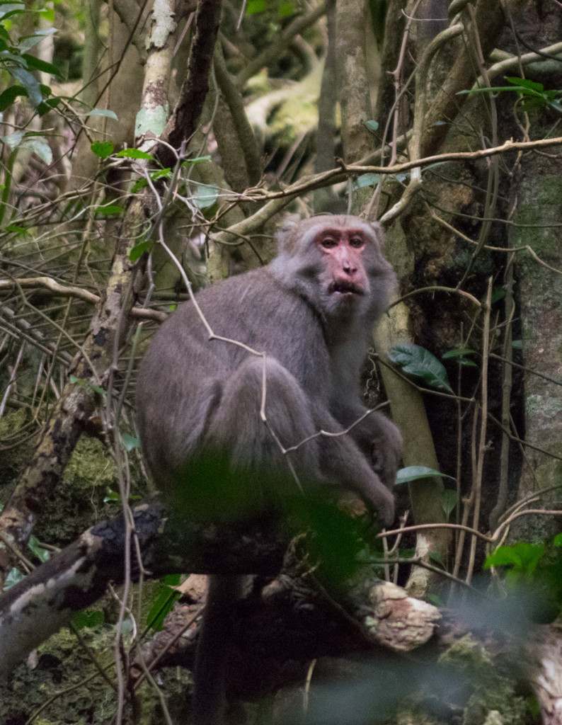 Monkey, Kenting Forest Recreation Area