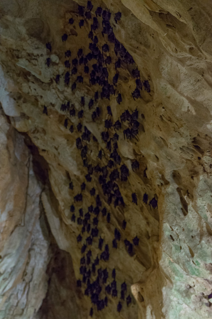 Bats inside cave, Kenting Forest Recreation Area