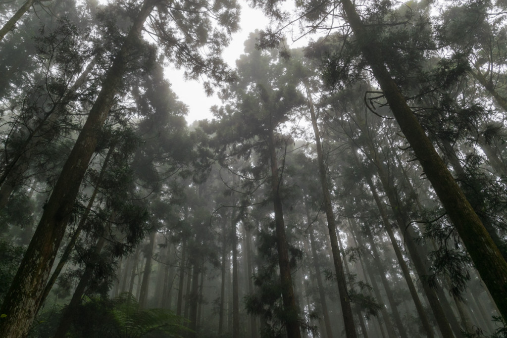 Fenqihu Trail, Alishan National Scenic Area