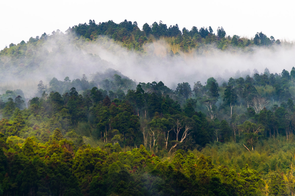 Fenqihu area, Alishan National Scenic Area