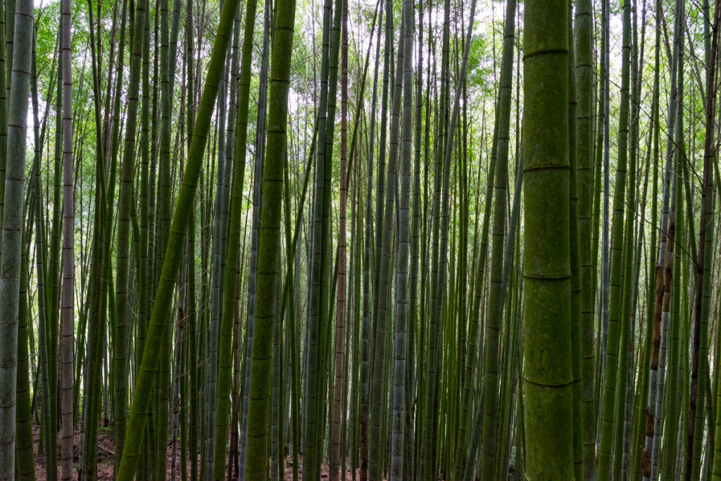 Fenqihu Trail, Alishan National Scenic Area