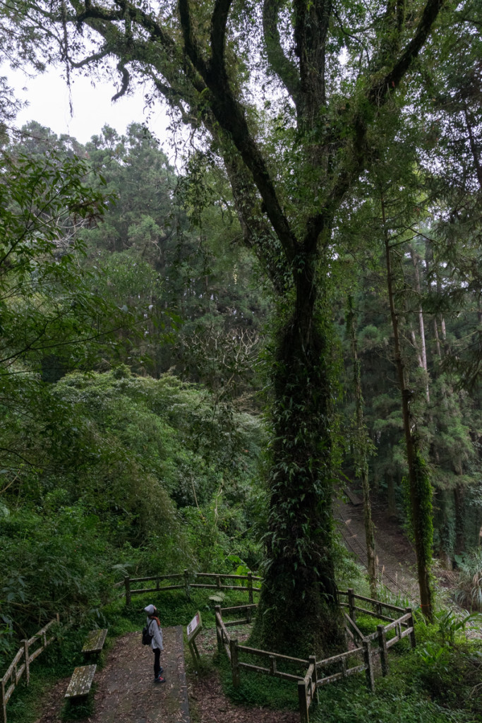 Fenqihu Trail, Alishan National Scenic Area