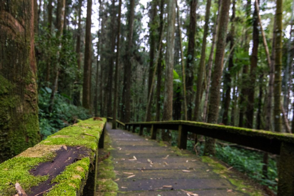 Fenqihu Trail, Alishan National Scenic Area