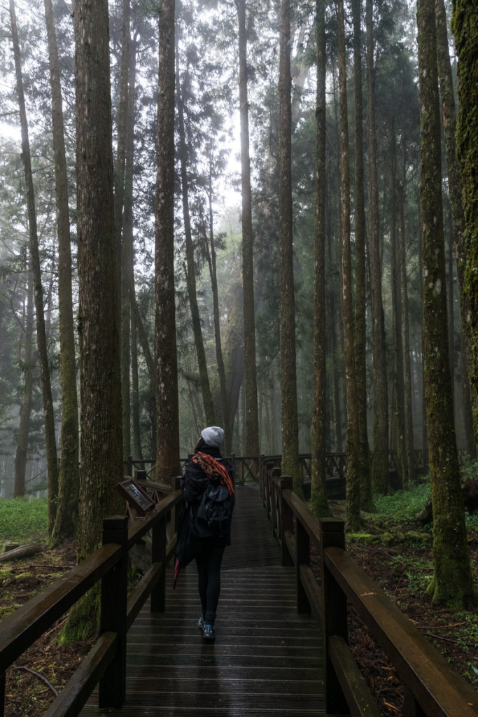 Giant Trees Boardwalk, Alishan National Forest Recreation Area