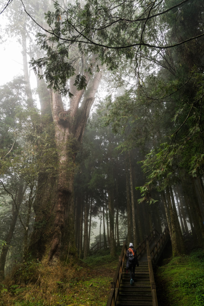 Giant Trees Boardwalk, Alishan National Forest Recreation Area