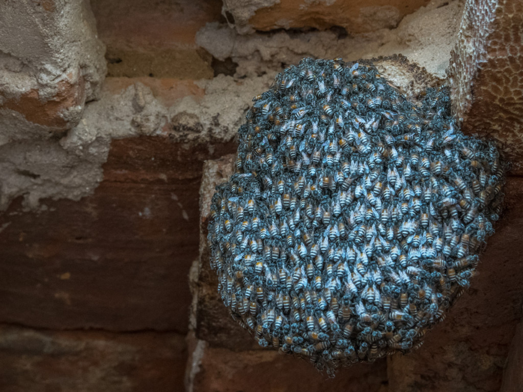 Hornets nest, Bagan, Myanmar