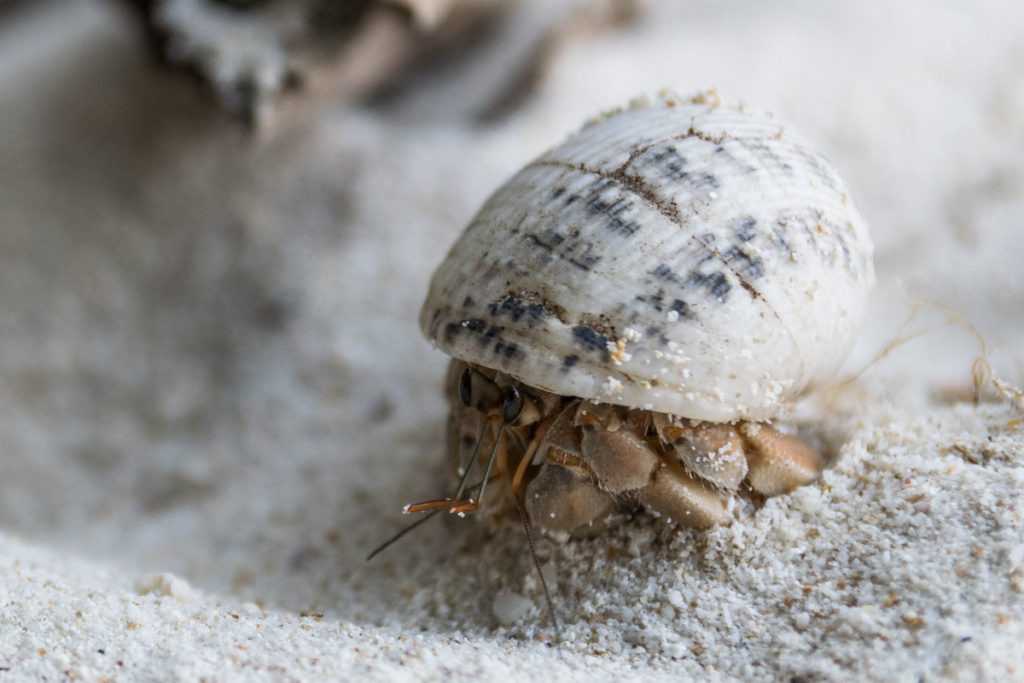 Hermit Crab, Koh Wai, Thailand