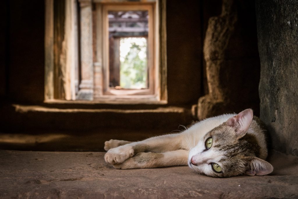 Cat at Banteay Samre temple