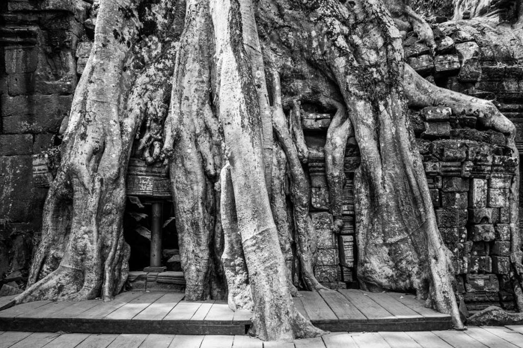 Ta Prohm temples