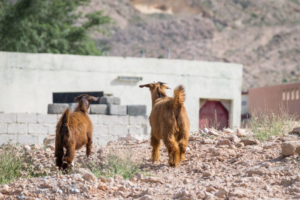 Goats at Bimmah, Oman