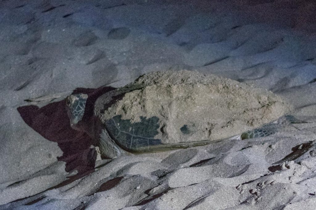 Turtle at Raz Al Jinz, Oman