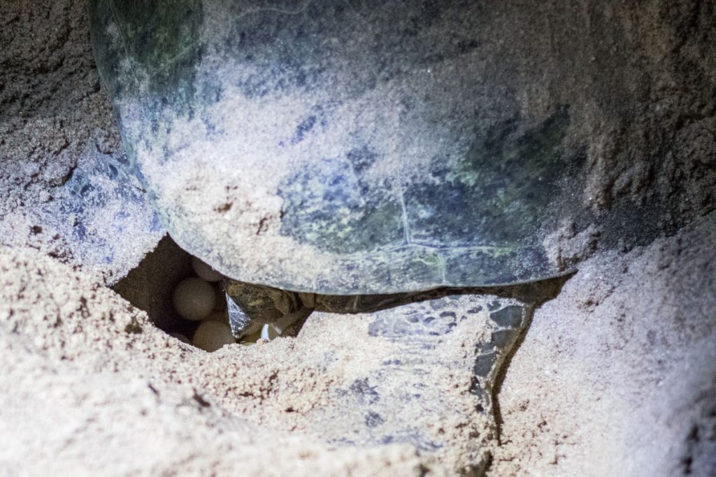 Turtle laying eggs at Raz Al Jinz, Oman