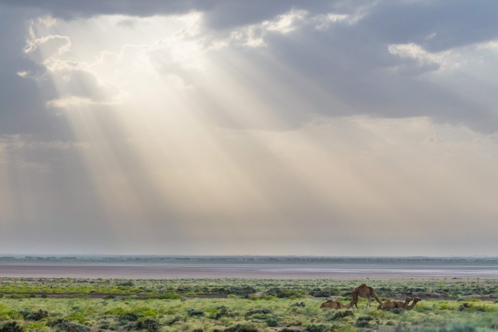 Camels, Sharqiya Sands