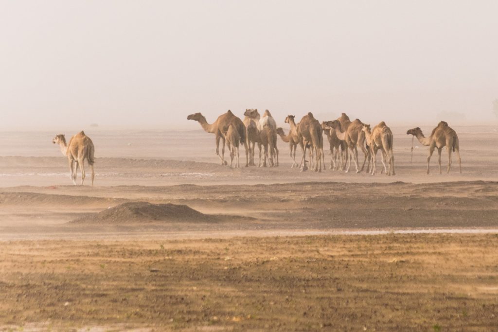 Camels, Sharqiya Sands