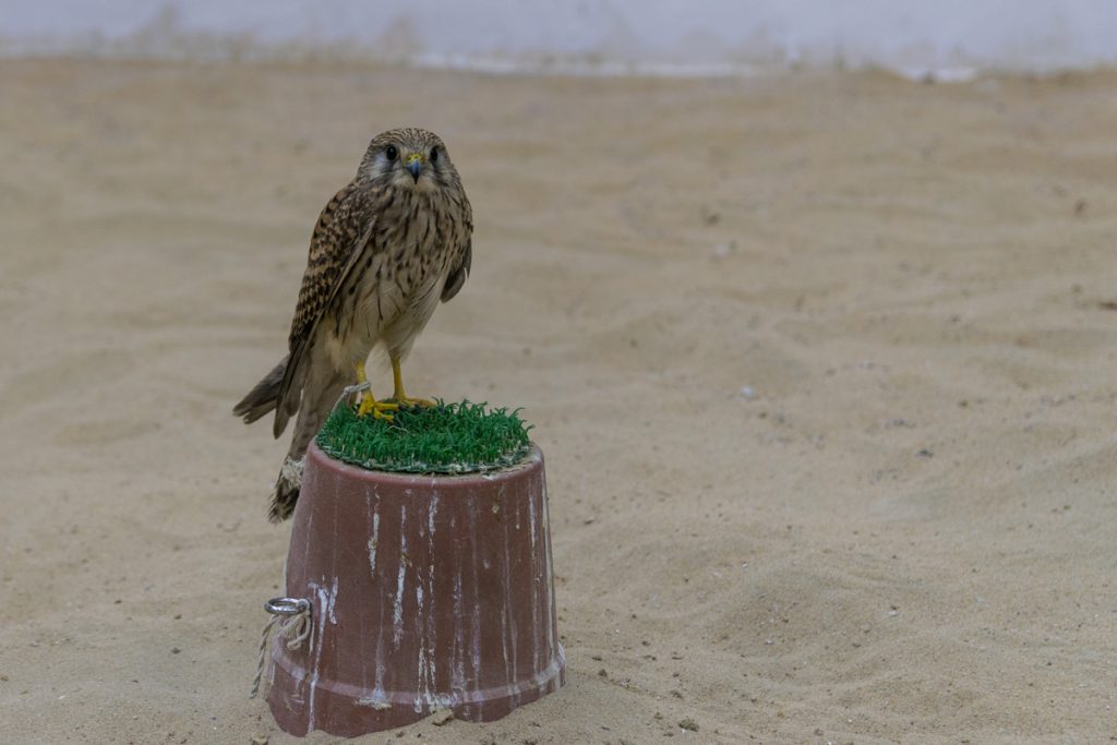 Falcon Souq, Doha