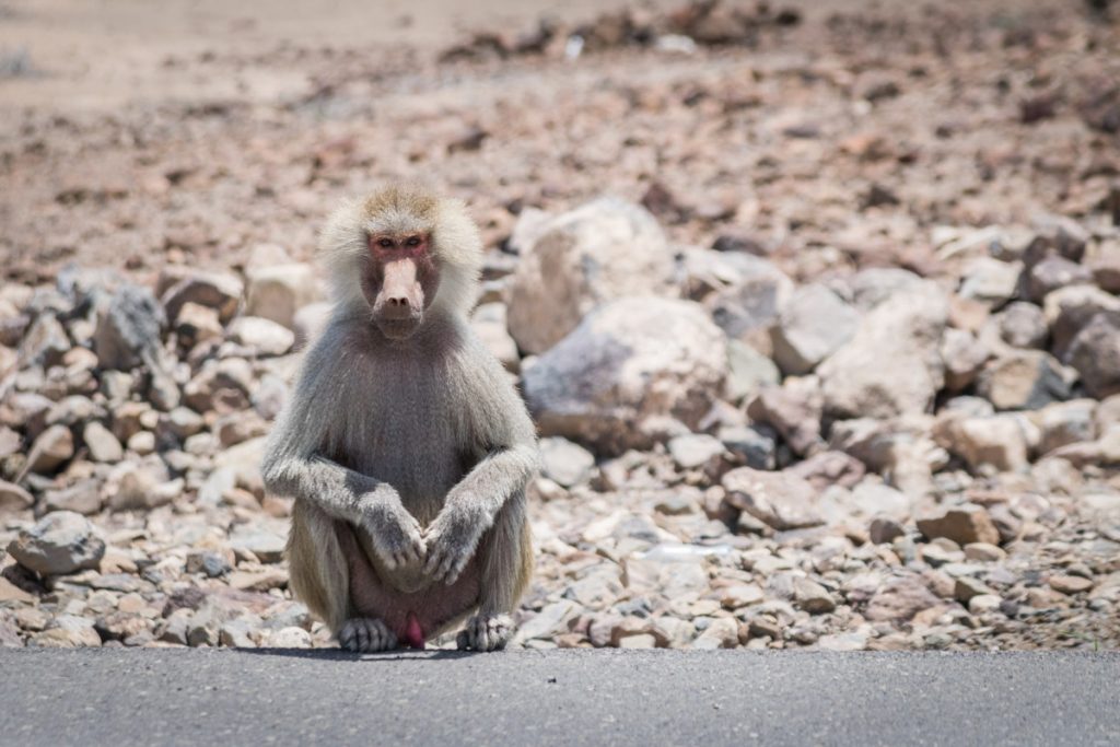 Monkey on the side of the road, Djibouti