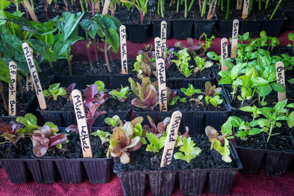 Byron Bay Farmers Markets