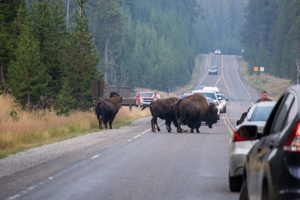 Herd of bison, Yellowstone National Park