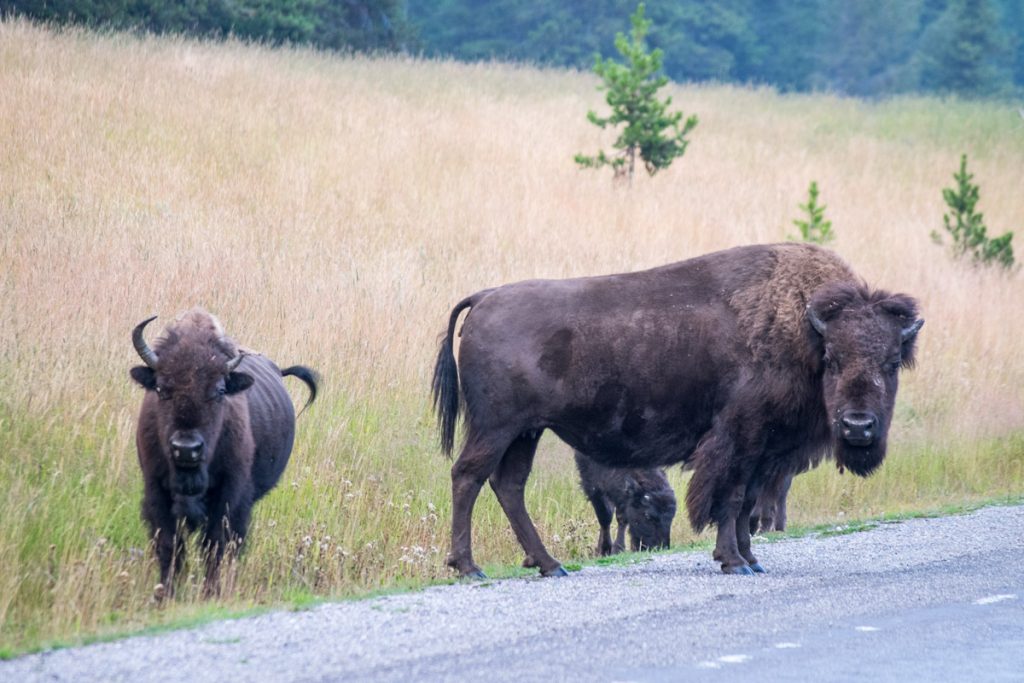 Herd of bison, Yellowstone National Park