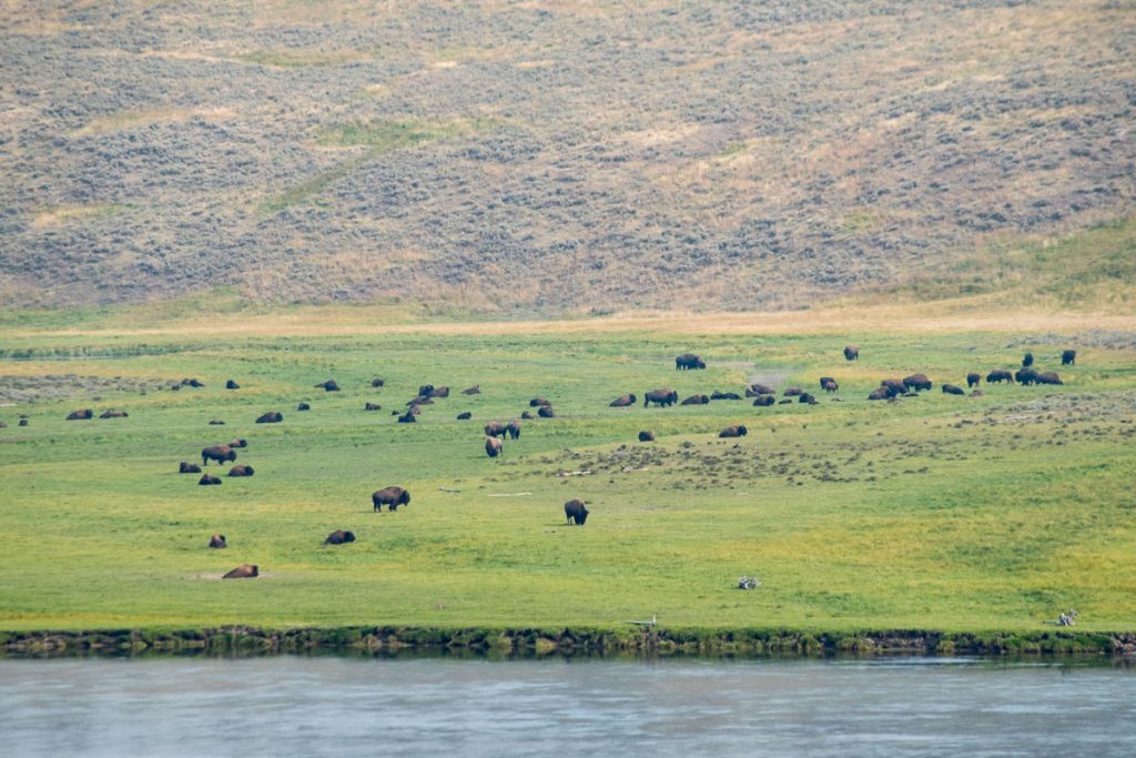 Herd of bison at Hayden Valley, Yellowstone National Park