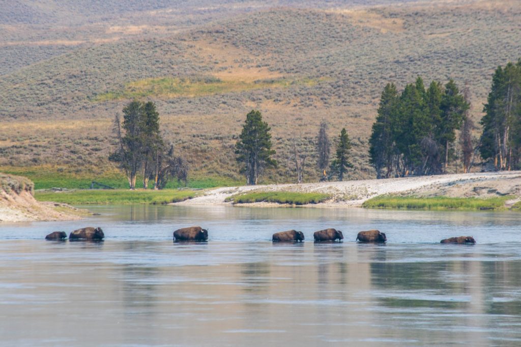 Herd of bison at Hayden Valley, Yellowstone National Park